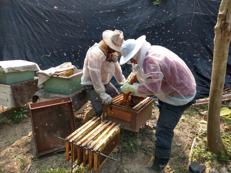 店家正在採收生產純正的蜂蜜