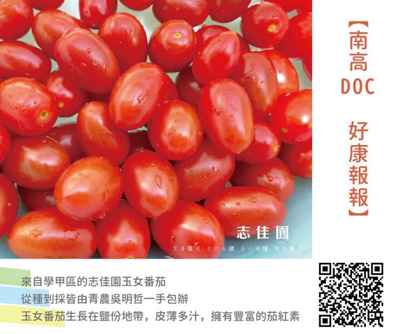 【學甲DOC】DOC好康報報-學甲志佳園玉女番茄-封面照
