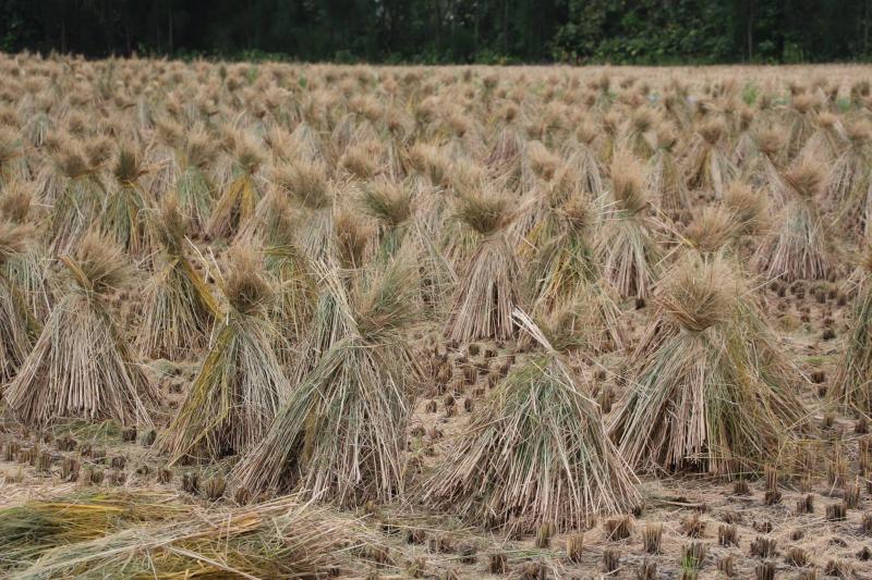 「惜土桂花香米」田園風光