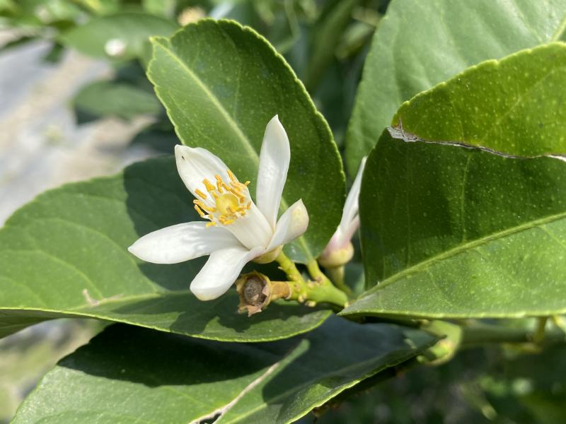 學習近拍物品的注意事項，有了綠色葉子更能襯托出，花朵的顏色。