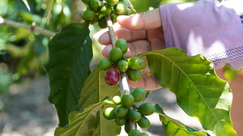 小農種植的咖啡樹果實正在逐漸轉紅，等待成熟採收經過日曬、脫殼、烘烤.....等繁複的工序後才蛻變成人手一杯的咖啡。