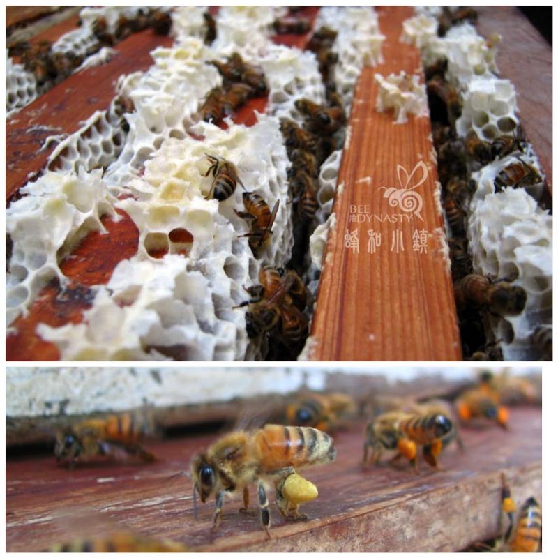 健康辛勤採蜜的蜜蜂