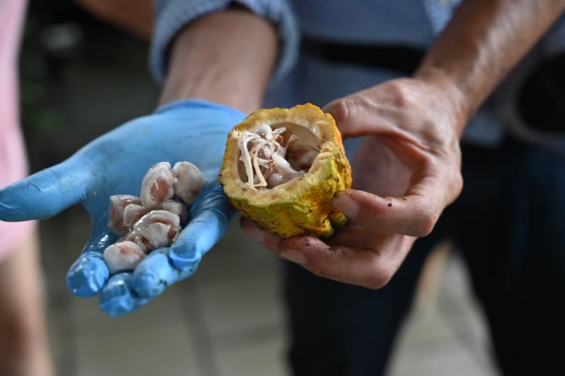 學員體驗可可剖果取豆。