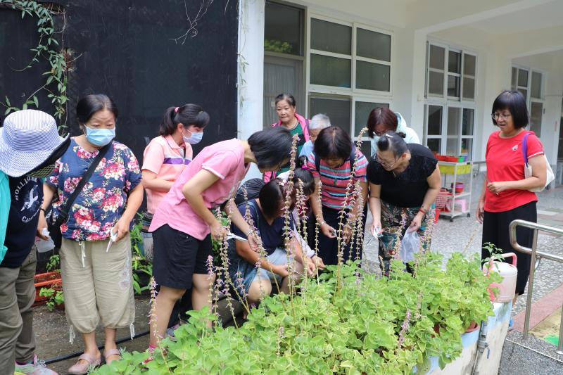 認識校內香草植物