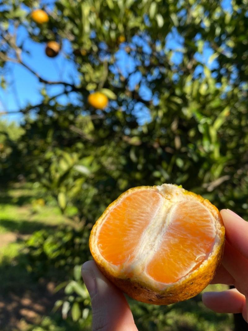 黃詩晴橘子剖面圖拍攝