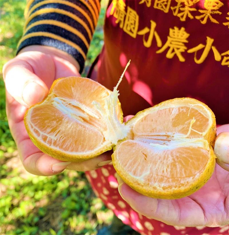 宇晴園剖開的柑橘
