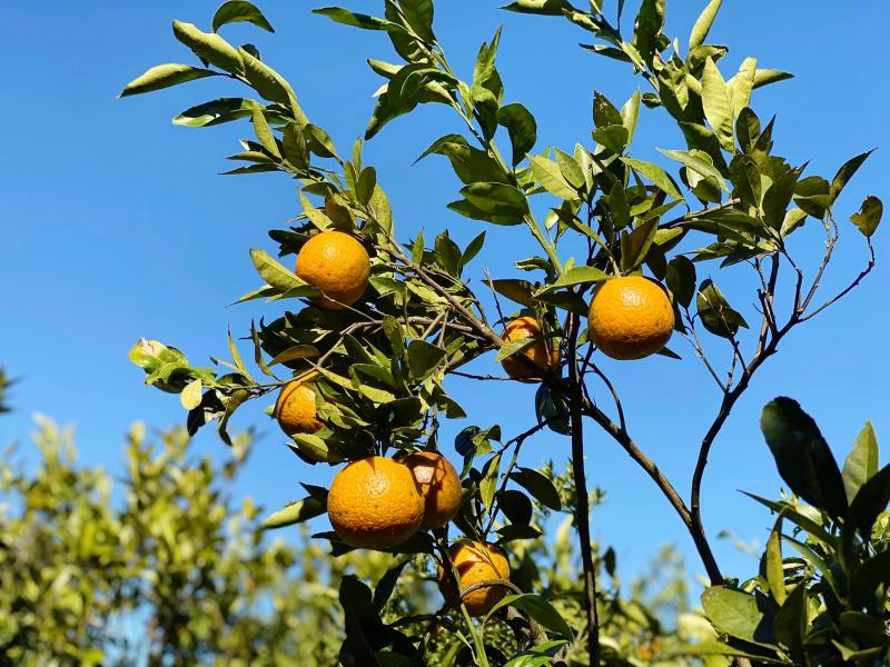 宇晴園的柑橘照片
