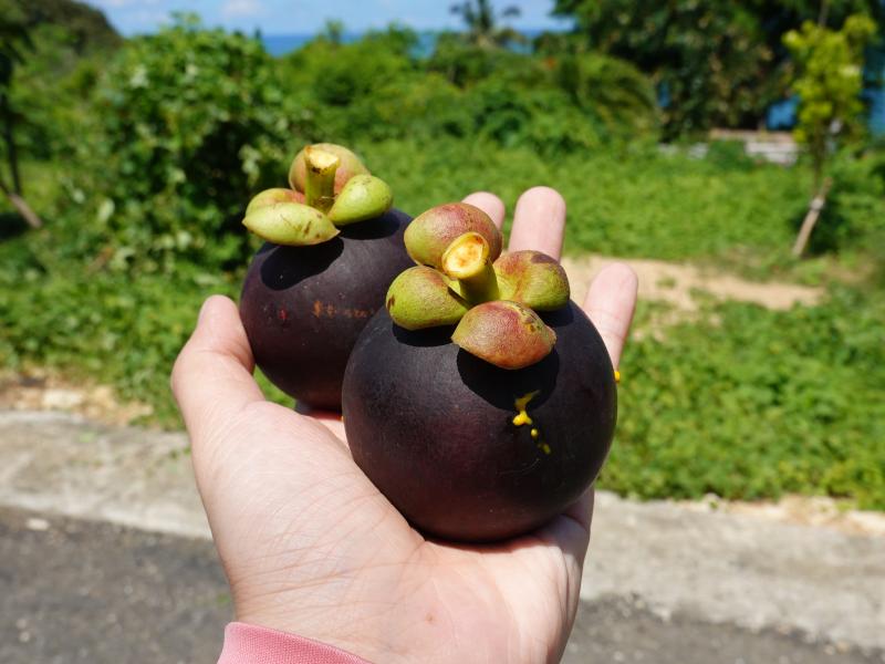 新鮮優質的山竹，外觀蒂頭鮮綠、果軟皮薄，每顆重量約80～100公克