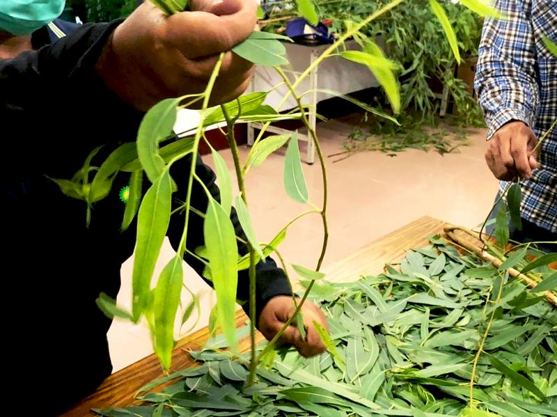 檸檬桉葉子提煉製作成