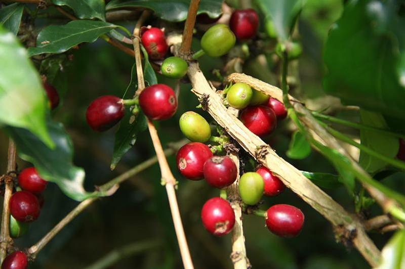咖啡樹與咖啡豆