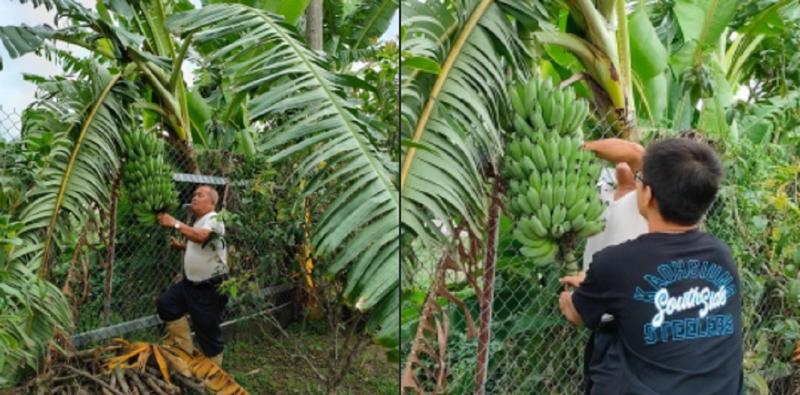 民宿農家採收香蕉