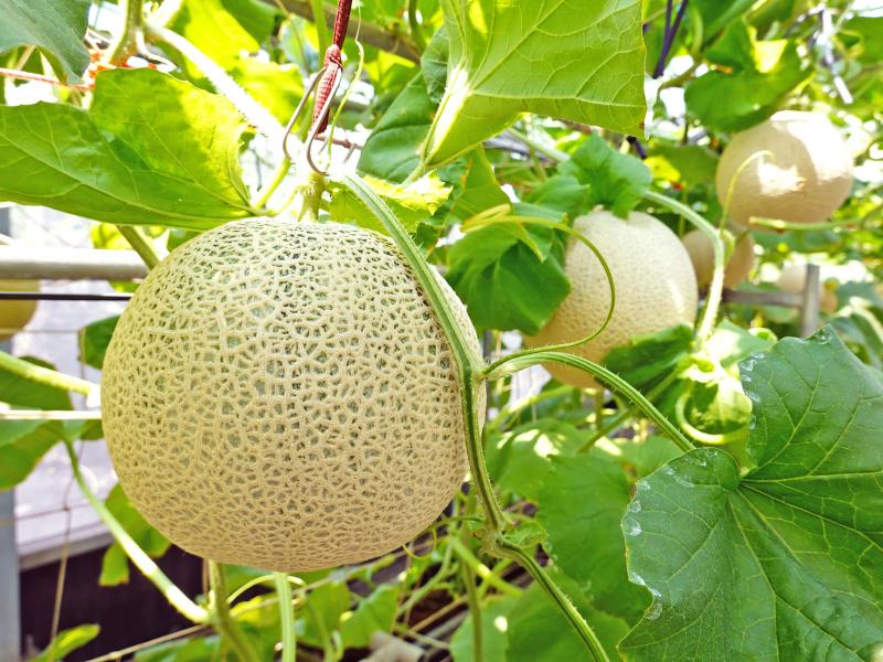 日本品種的阿露斯洋香瓜不容易種植，但它的立體紋路很美。