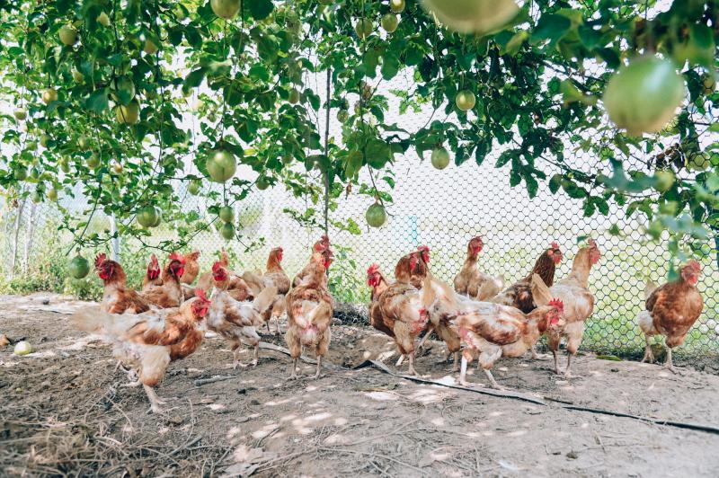 農莊生態多樣性，與雞共生的百香果。