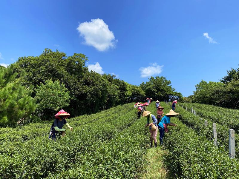 三芝DOC學員們，參訪李宗烈大哥的「箴品茶研」茶園。