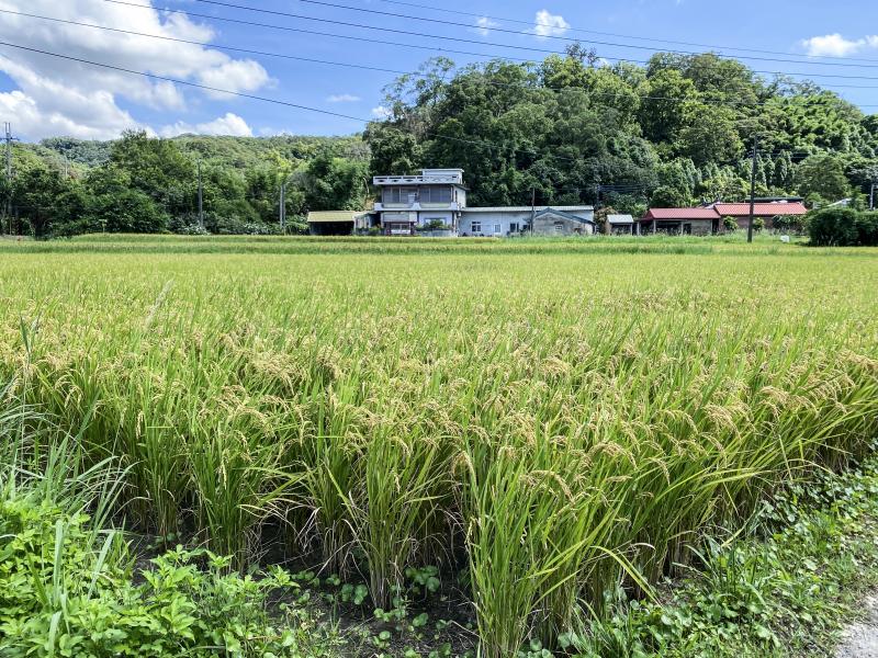 張錦龍老闆管理的水稻田，再經過幾週就可以收割。
