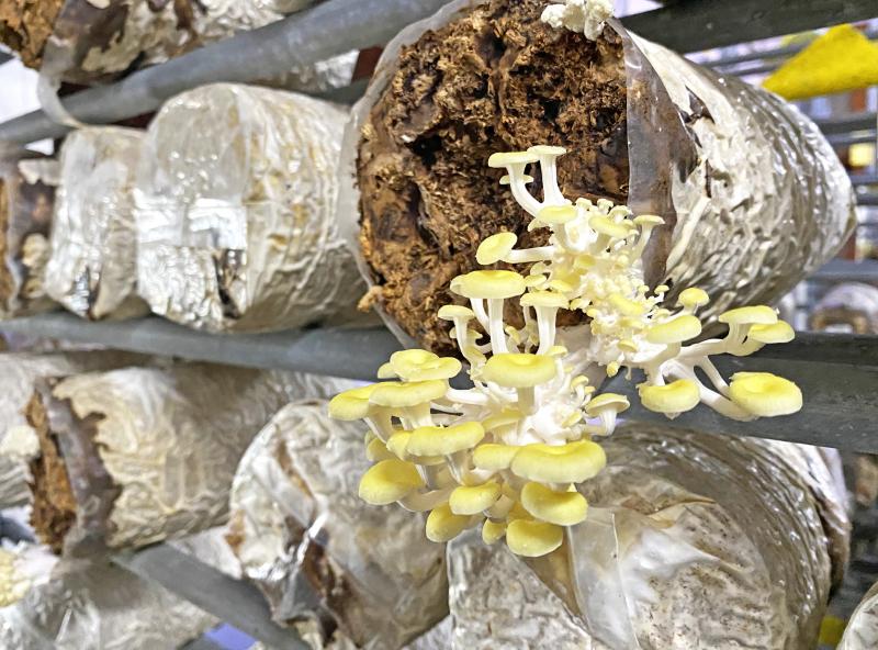 每個香菇都有獨立空間，加上濕度、溫度控制得宜，都生長的很好。