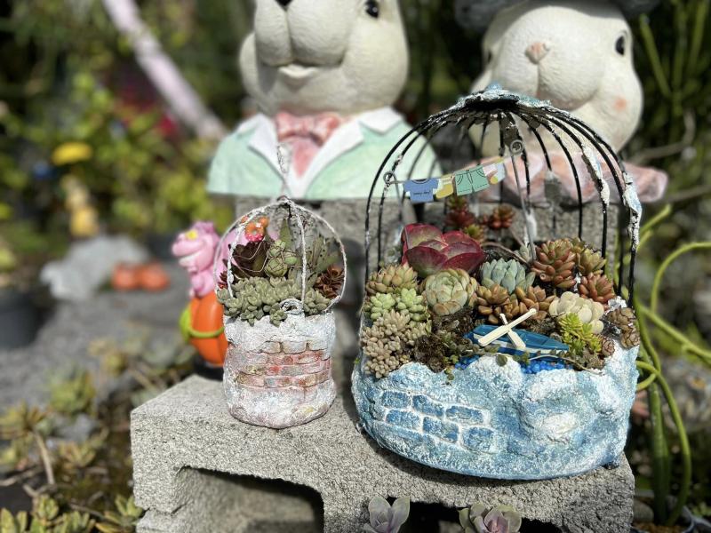 園區提供多樣的多肉組盆DIY體驗