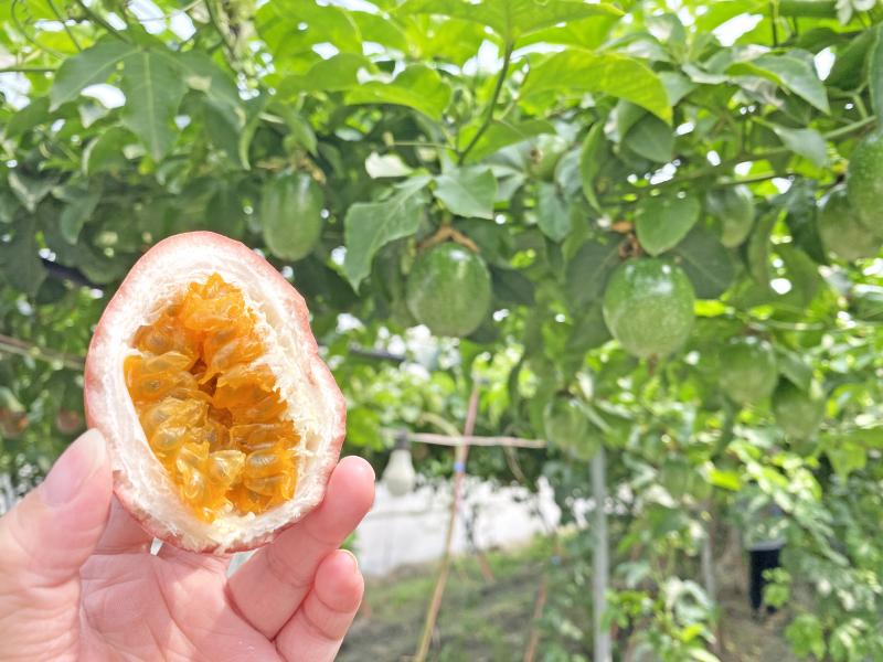 妞妞果園的百香果，香氣十足，酸甜滋味超迷人。