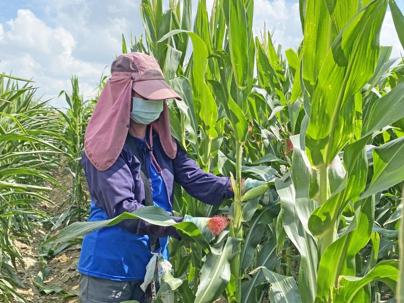 陳美芳老闆娘正示範如何採收玉米筍。