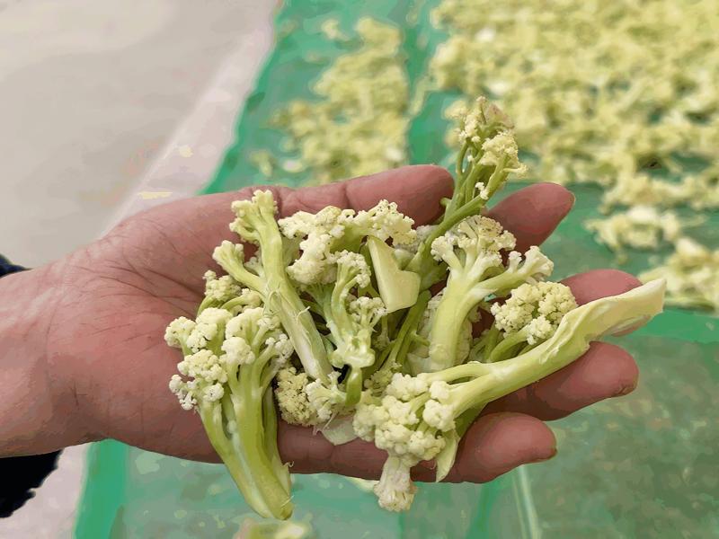 花椰菜曬乾準備醃製