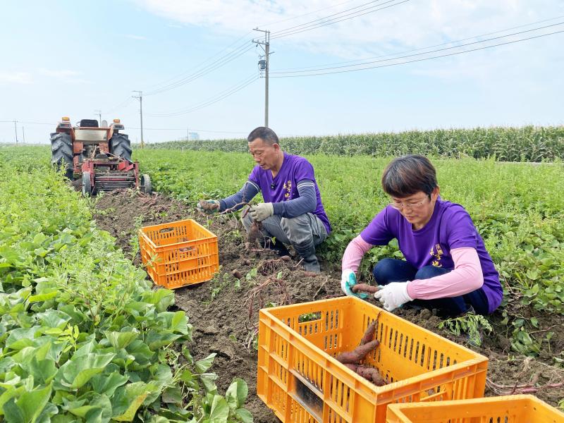 曾价源老闆和老闆娘齊力照顧、收成地瓜。