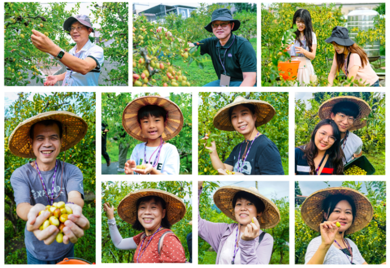 志工勞作採紅棗