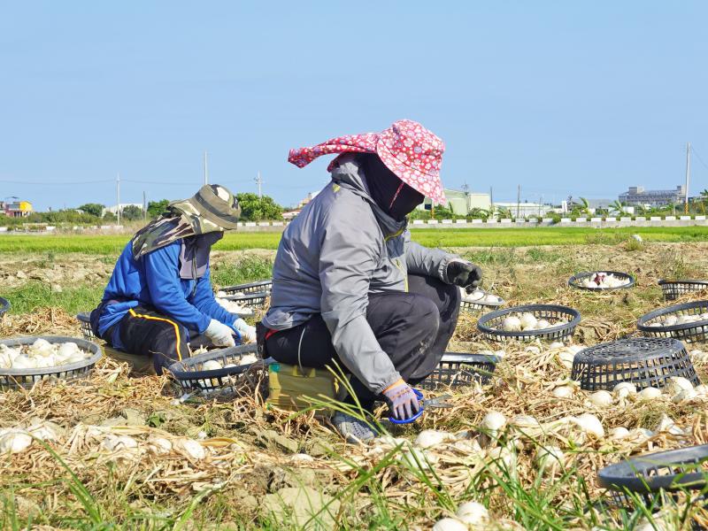 洋蔥產季要把握時間採收，才能給消費者品質最好的果實。