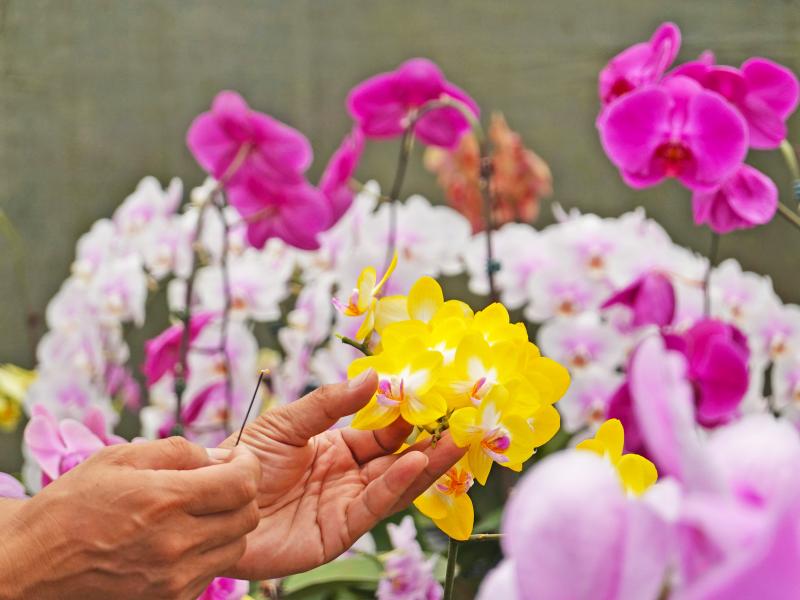 蝴蝶蘭的育種,需要人工授粉,因此這是費時費工的工作。