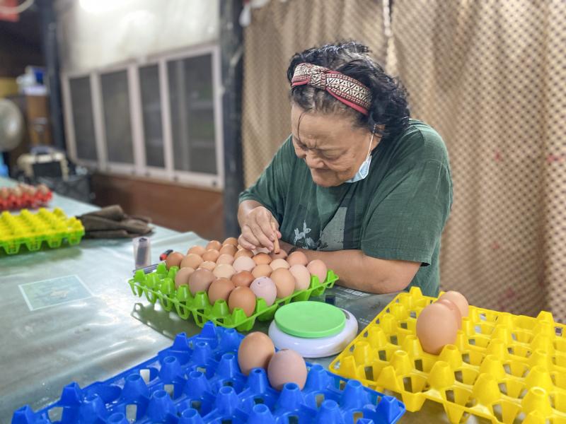 新鮮收成的雞蛋,會經過檢查、蓋章等步驟,才會出貨。