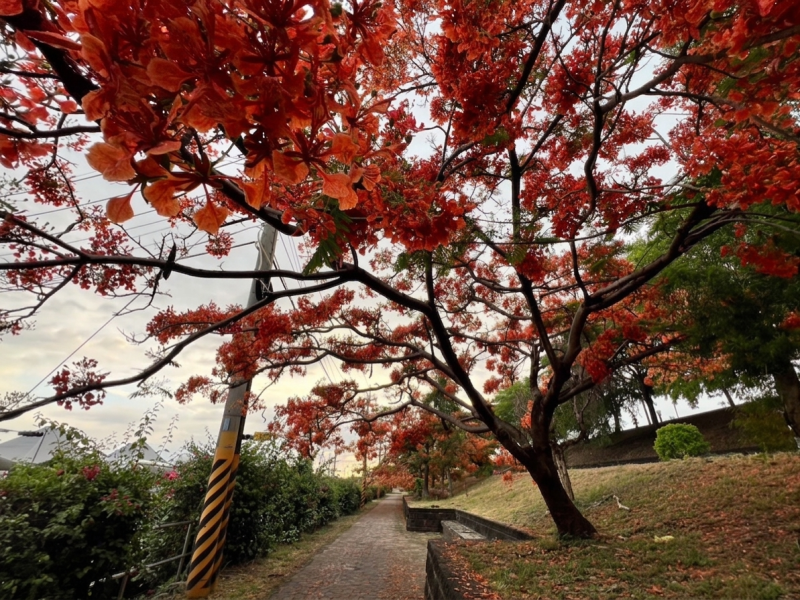 【屏東內埔夏日限定祕境！隘寮溪畔的鳳凰花開】-封面照