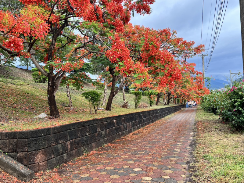 屏東內埔隘寮溪長堤防鳳凰花開美景