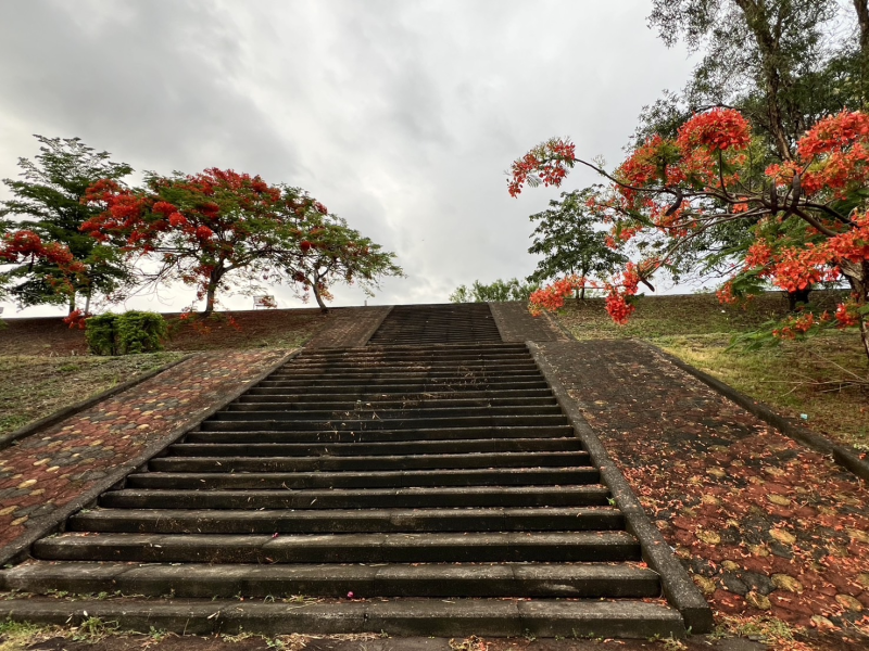 屏東內埔隘寮溪堤防階梯鳳凰花開景色