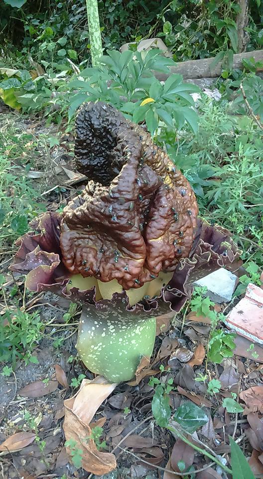 疣柄魔芋原產東半球熱帶、亞熱帶地區