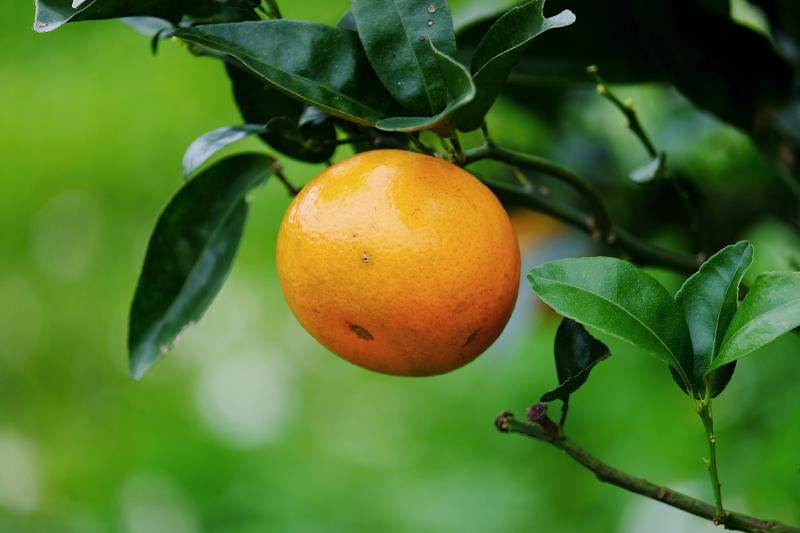 105晚崙西亞香丁訂購表單-封面照