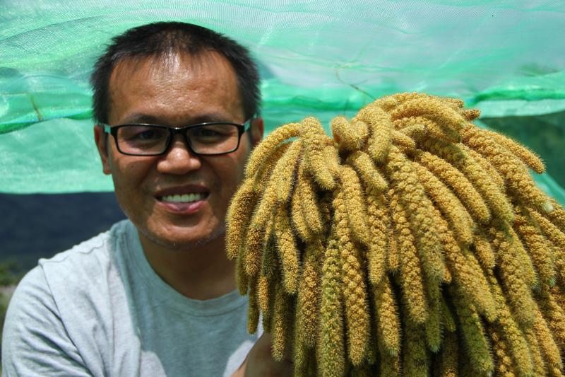 泰安 DOC 汶水教會小米採收，承傳泰雅傳統飲食文化-封面照