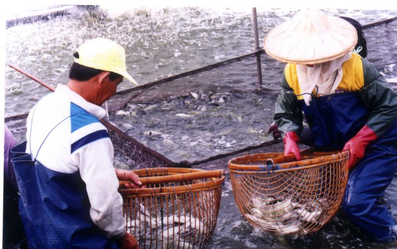 虱目魚養殖漁業-封面照
