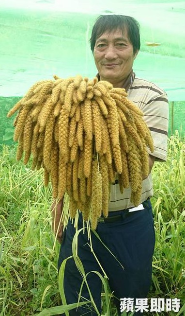 小米豐收,魯薩.達路開心地說:「我只希望我們一直種小米,讓孩子的部落故事裡,永遠擁有小米的故事…。」