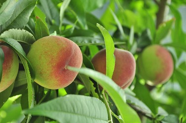 馬里光五月桃成熟時