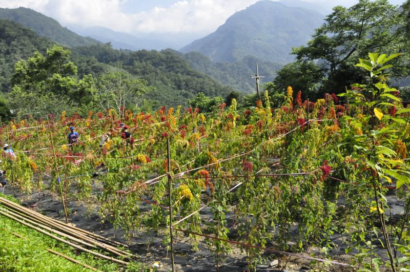 五峰夏日，紅藜正繽紛-封面照