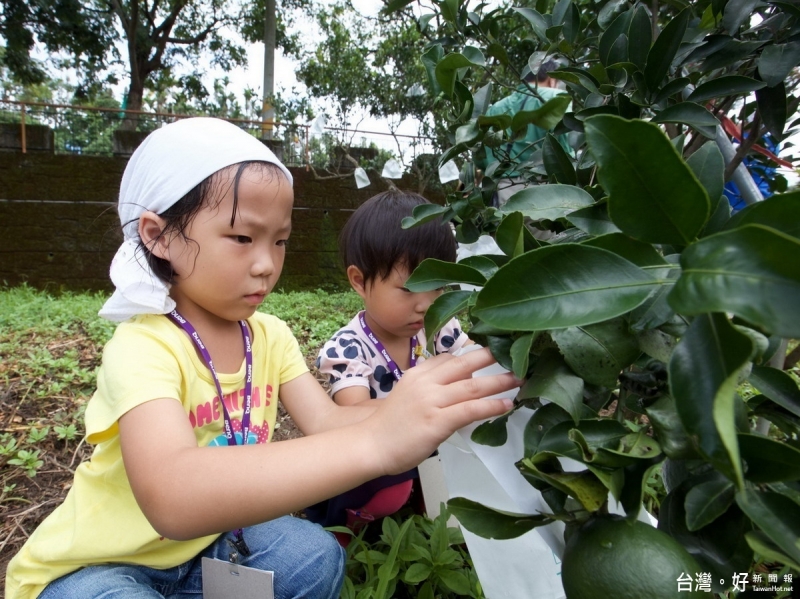 【新聞】體驗有機農業　一日志工到振東柑園《台灣好新聞報》-封面照