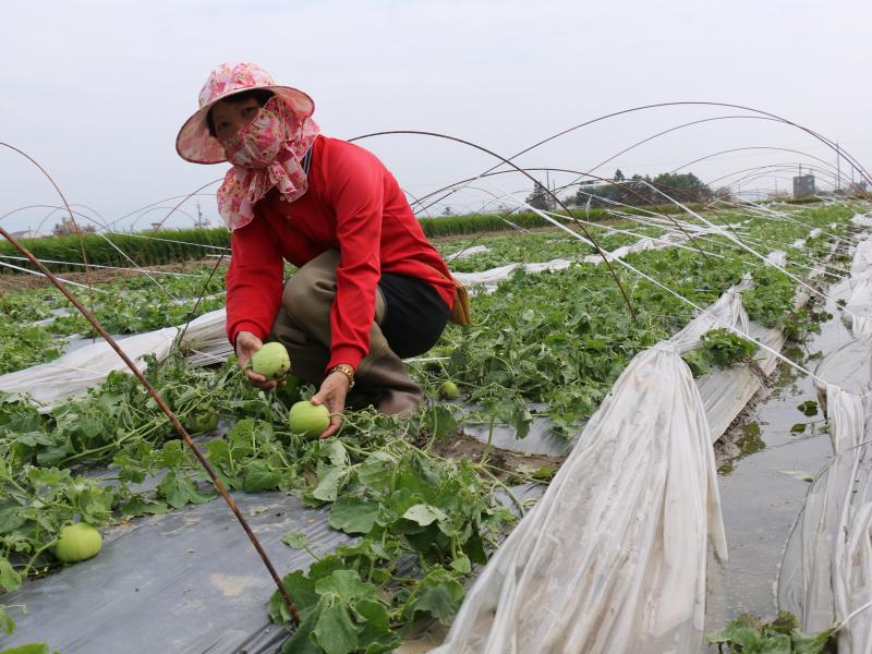 梅姬颱風肆虐，後壁DOC學員瓜田損失慘重，近日農委會供區公所辦理申請災害補助!-封面照
