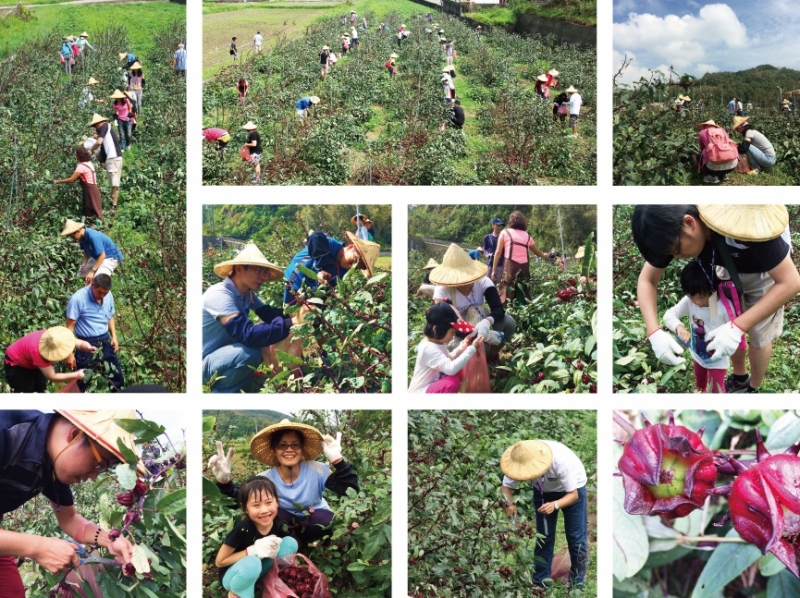 穿戴斗笠，用心採收