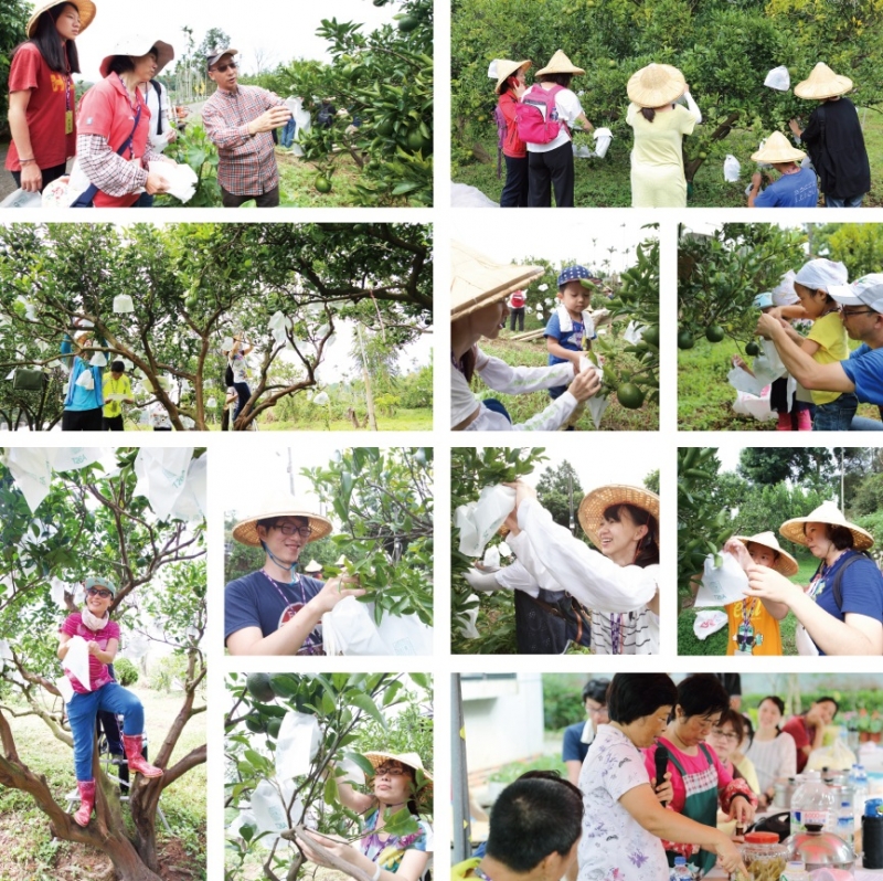 套袋橘子的認真模樣