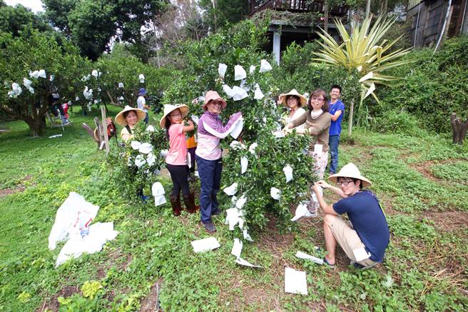50 志工振東柑園體驗有機農業 協助災後重整-封面照