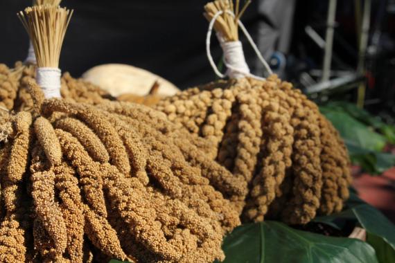 [新聞報導]三光合作社籌備桃花祭活動-封面照