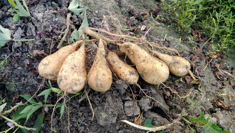 彰雲嘉輔導團隊推薦：水林【校長夫妻悠活農園】的無毒地瓜-封面照