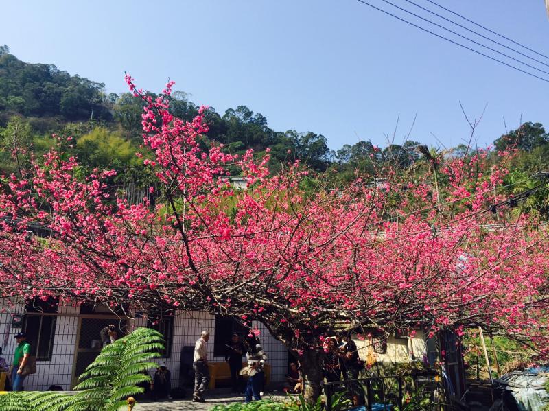 霧臺櫻花王 霸氣登場-封面照