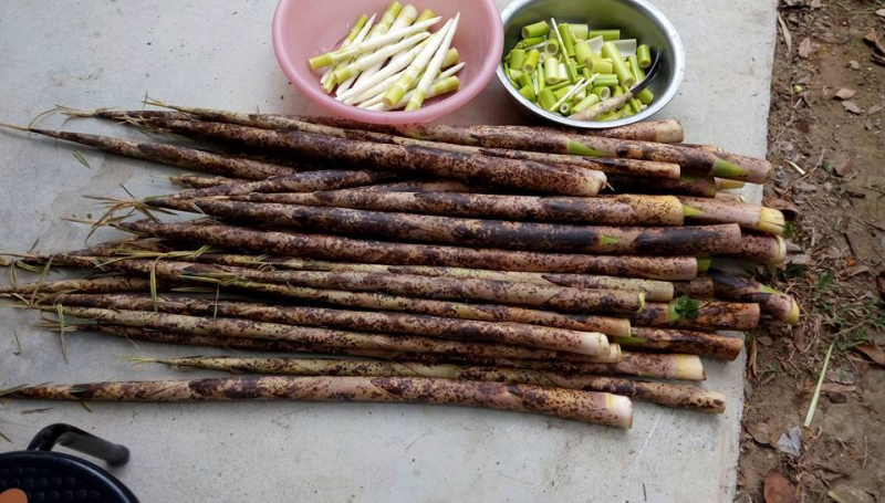 限时团购~大林芎蕉山桂竹笋 (本团已截止)