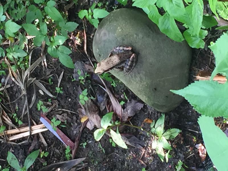 106年全國數位中心彰化田尾國小交流活動-封面照