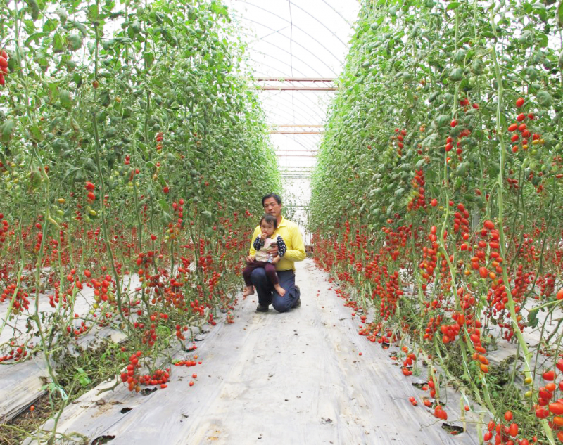 阿牛哥溫室番茄農場-封面照